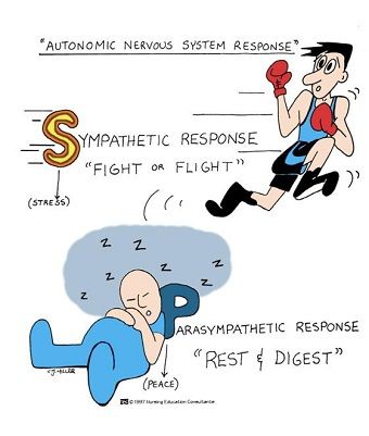 cartoon parasympathetic and sympathetic nervous system