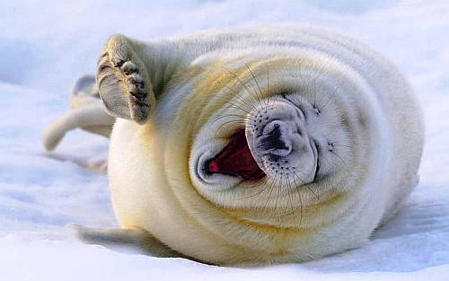 happy seal