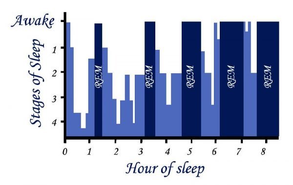 rem sleep cycle